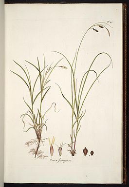 Carex ferruginea.jpg