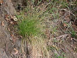 Carex lanceolata hikagesuge01.jpg
