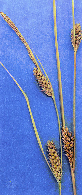 Carex lasiocarpa cala11 003 pvp.jpg