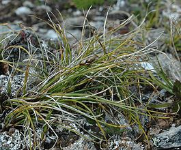Carex nardina.jpg