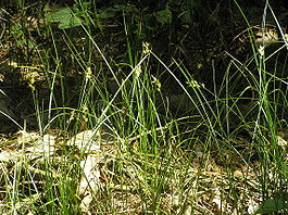 Carex pseudobrizoides2.JPG