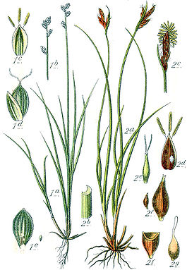 Carex spp Sturm33.jpg
