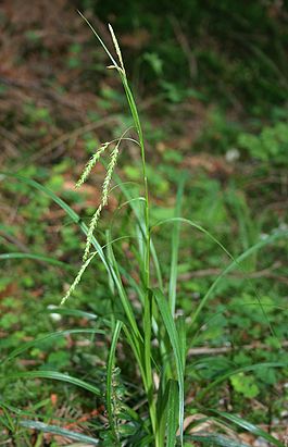 Carex sylvatica.jpg