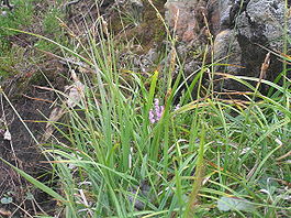 Carex vaginata3.JPG