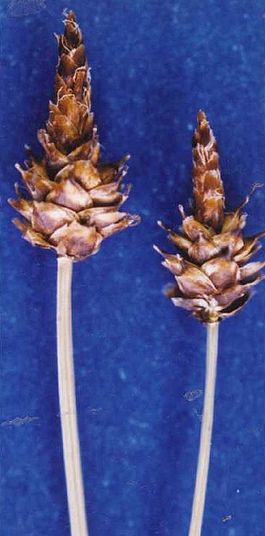 Carexcapitata.jpg