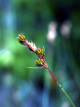 Carexstipata.jpg