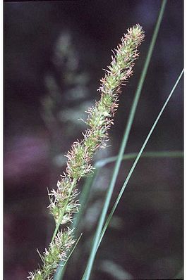 Carexvulpinoidea.jpg