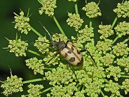 Cerambycidae - Judolia cerambyciformis.JPG