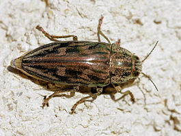 Chalcophora mariana (dorsal).jpg