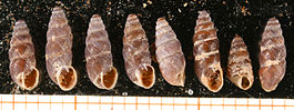 Chondrina avenacea shell.jpg