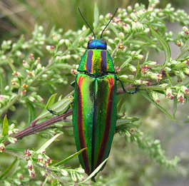 Chrysochroa fulgidissima (Tamamushi) In Nature.PNG