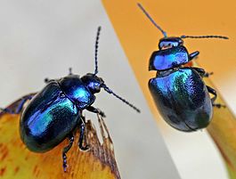 Chrysolina coerulans01.jpg