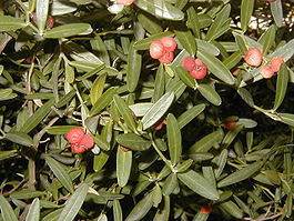 Cneorum tricoccon. Общий вид растения.