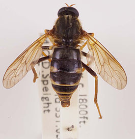 Coenomyia ferruginea G9DC7705.jpg