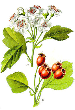 Crataegus sp Sturm3.jpg