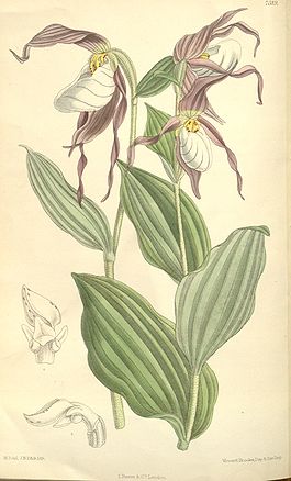 Cypripedium montanum 1.jpg