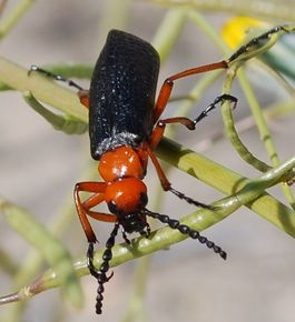 Desert Blister Beetle.jpg