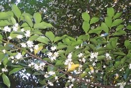 Дорифора сассафрас. Типовой вид рода. Листья и цветки