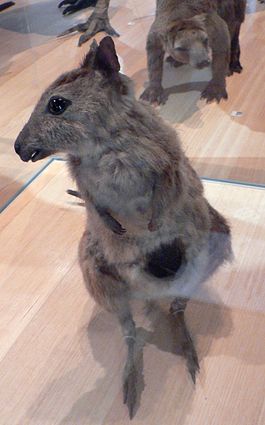 Eastern Hare-wallaby Pengo.jpg