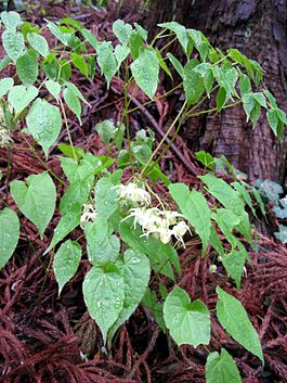 Эпимедиум корейский. Общий вид цветущего растения.