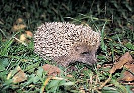 Erinaceus amurensis.jpg