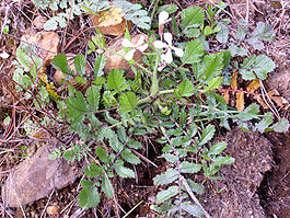 Eruca vesicaria. Общий вид цветущего растения.