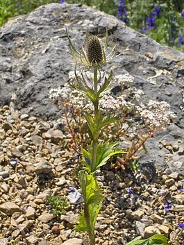 Eryngium alpinum.JPG