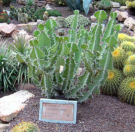 Euphorbia-grandicornis.jpg