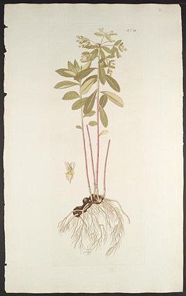 Euphorbia carniolica.jpg