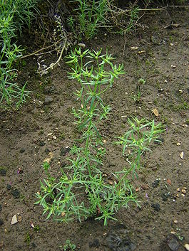 Euphorbia exigua 3.jpg