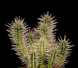 Euphorbia ferox2 ies.jpg