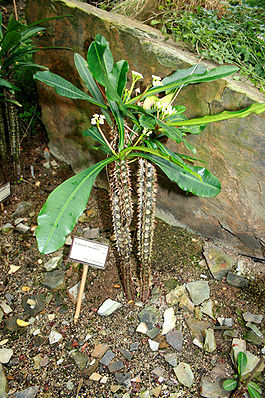 Euphorbia lophogona 1.jpg