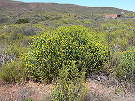 Euphorbia mauritanica-P1010237.JPG