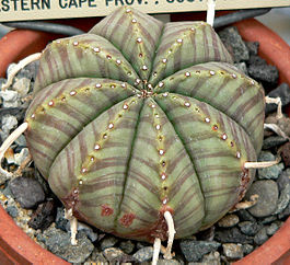 Euphorbia meloformis 2.jpg