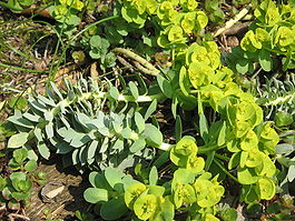 Euphorbia myrsinites02.jpg
