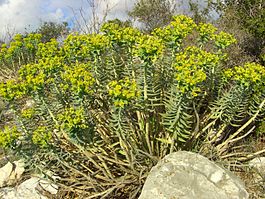 Euphorbia rigida.jpg