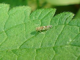 Eupteryx stachydearum.JPG