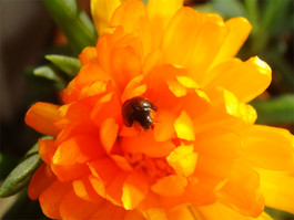 Exochomus nigromaculatus.png