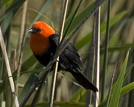 FEDERAL Amblyramphus holosericeus.jpg