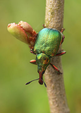 Flickr - Lukjonis - Beetle - Byctiscus betulae (1).jpg