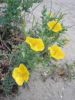Глауциум жёлтый. Общий вид цветущего растения