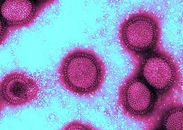 Вирус гриппа H1N1