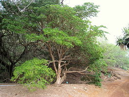 Guaiacum guatamalense. Общий вид растения