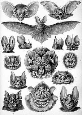 Haeckel Chiroptera.jpg