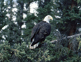 Haliaeetus leucocephalus cayu.jpg