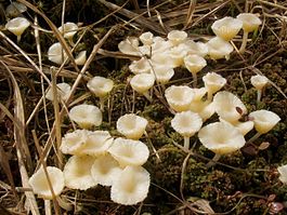 Heath Navel on Sphagnum moss - geograph.org.uk - 1264358.jpg