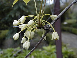Цветки Holboelia coriacea