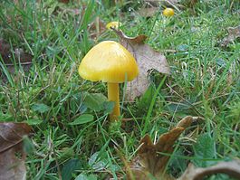 Hygrocybe chlorophana.jpg