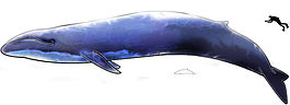 Image-Blue Whale and Hector Dolphine Colored.jpg
