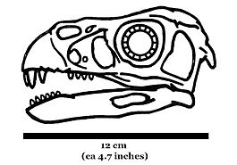 Incisivosaurus skull 874.JPG